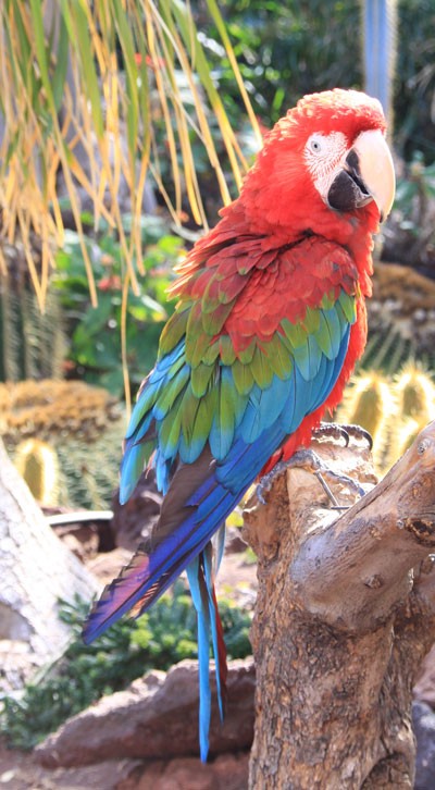 Picture of a Parrot