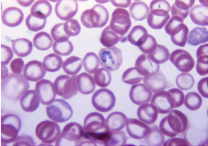 Cell Image